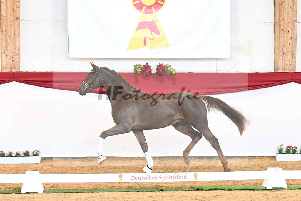 Kat-Nr. 63 Fidertanz x Romanov Blue Hors_La Rue_43230639 | hf-fotografie - Realisiert mit Pictrs.com