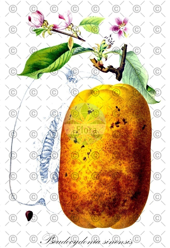 HistAbb_wfo-0001083359_1_ENZY_Simple | Historische Abbildung von Pseudocydonia sinensis - Rosaceae | Historical Illustration of Pseudocydonia sinensis - Rosaceae
