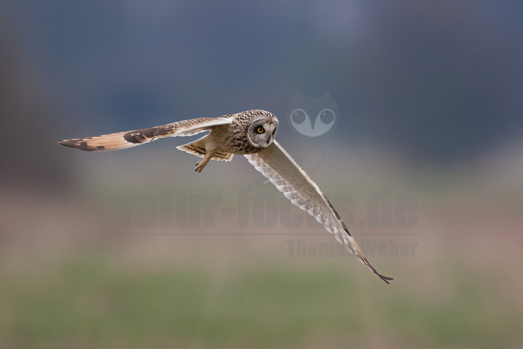 20080324_08523316932 | 
Sumpfohreule

Sumpfohreule (Asio flammeus)
Systematik
Klasse:	Vögel (Aves)
Ordnung:	Eulen (Strigiformes)
Familie:	Eigentliche Eulen (Strigidae)
Gattung:	Ohreulen (Asio)
Art:	Sumpfohreule
Wissenschaftlicher Name
Asio flammeus
(Pontoppidan, 1763)
Die Sumpfohreule (Asio flammeus) ist eine Vogelart aus der Gattung der Ohreulen (Asio) innerhalb der Familie der Eigentlichen Eulen (Strigidae). Ihre kurzen Federohren sind meist angelegt und somit nicht sichtbar. Der englische Name Short Eared Owl betont dieses Merkmal, während der deutsche die Lebensraumpräferenzen der Art für Feucht- und Marschgebiete unterstreicht. - Realisiert mit Pictrs.com