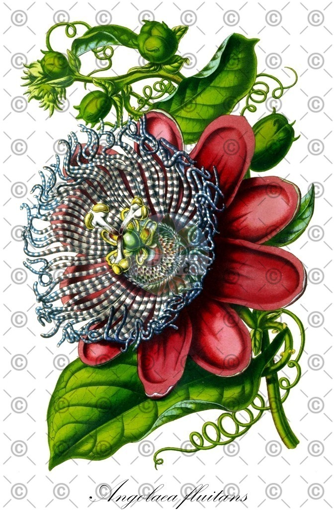 HistAbb_wfo-0000536542_439_ENZY_Simple | Historische Abbildung von Angolaea fluitans - Podostemaceae | Historical Illustration of Angolaea fluitans - Podostemaceae