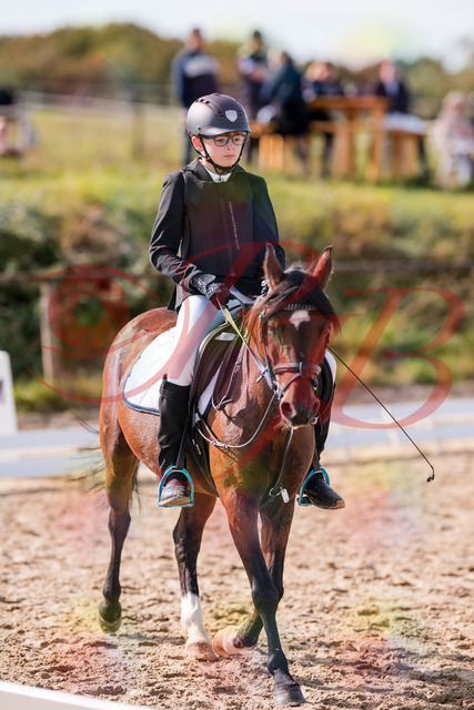2026_10_03_Siefer-Hof_122317_Z81_23634504 | Professionelle Reitsport-, Turnier- und Eventfotografie von Robert Broda. Galerien mit ausgewählten und bearbeiteten Bildern direkt online ansehen und bestellen.