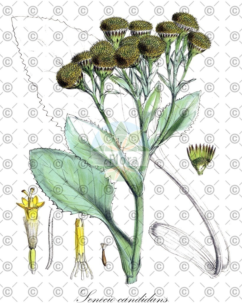 HistAbb_EMP_128296_SRC_Schlechtendal_FLORAD_SIMPLE | Historische Abbildung von Senecio candidans - Asteraceae | Historical Illustration of Senecio candidans - Asteraceae