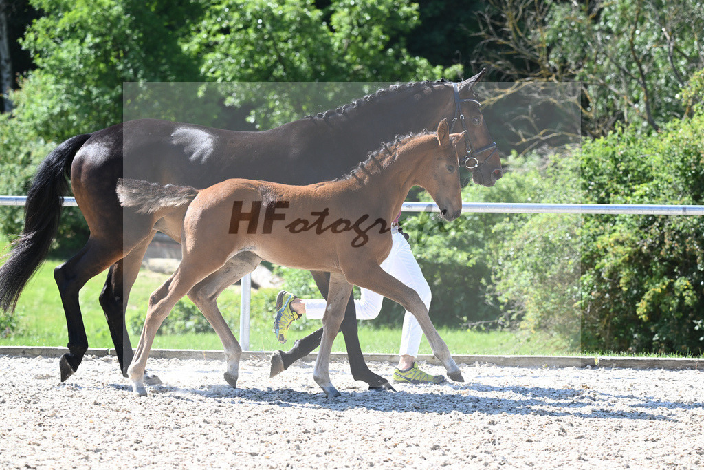 Kat-Nr. 6 SF Floricello_Ochs_16230148 | hf-fotografie - Realisiert mit Pictrs.com