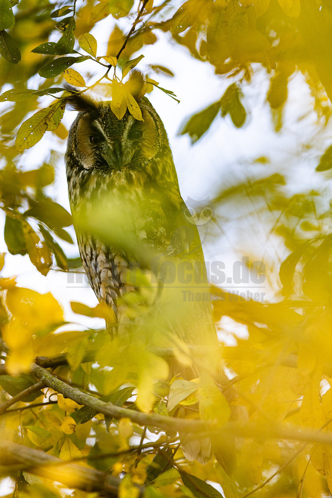 R5M25455_20251102 | Eine Waldohreule (Asio otus) sitzt aufmerksam und gut getarnt in einem Baum, umgeben von herbstlich gelb und grün gefärbten Blättern. Ihr Gefieder verschmilzt nahtlos mit der Umgebung, was ihre Tarnung unterstreicht. Der Blick der Eule ist direkt auf den Betrachter gerichtet, ihre charakteristischen Federohren sind deutlich sichtbar. Der helle Himmel bildet einen Kontrast zum Laub und dem Vogel. Es sind keine spezifischen Interaktionen erkennbar, die Eule ruht in ihrem Versteck. - Realisiert mit Pictrs.com