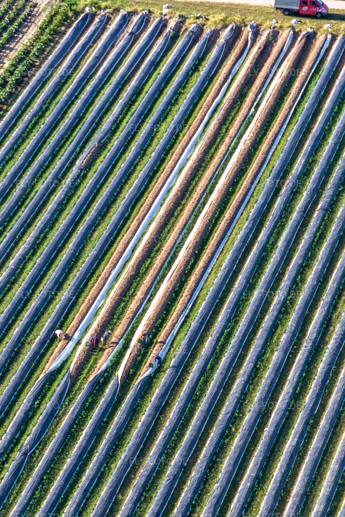 Luftbild: Spargelernte im Ortsteil Mühlhofen in Billigheim-Ingenheim im Bundesland Rheinland-Pfalz in Deutschland. Foto: IMG_132300.jpg vom 28.05.2022 durch Werner Riehm/FLY-FOTO.de
