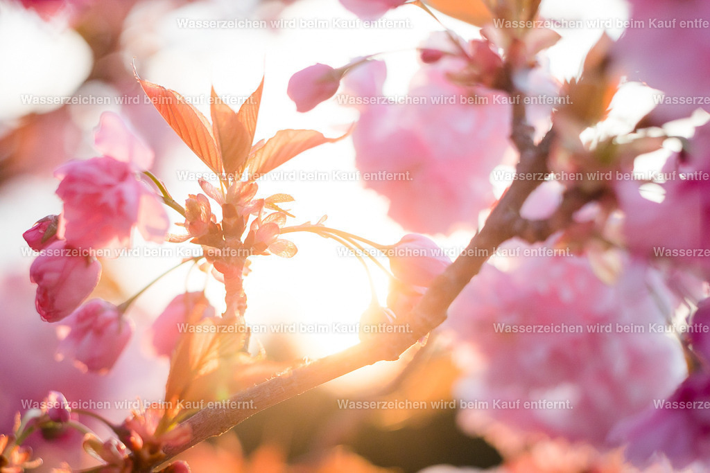 Öffne dein Herzfeld | Die Botschaft zum Bild lautet: Öffne dein Herz für deine wahre Essenz. In dir schlummert so viel Potenzial. Erfahre durch dieses Bild die Öffnung deines Herzfeldes, die Unterstützung für dein wahres Sein. Es ist dein Geburtsrecht dein Herzensleben zu leben.