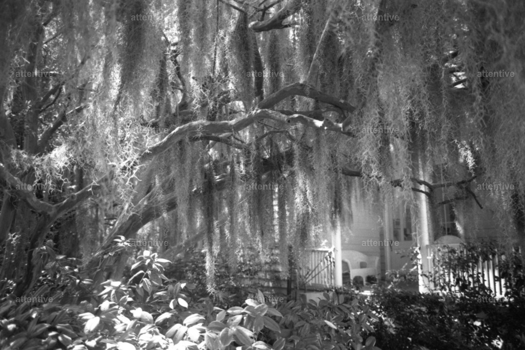 Oak | Beaufort, South Carolina, USA - Realisiert mit Pictrs.com