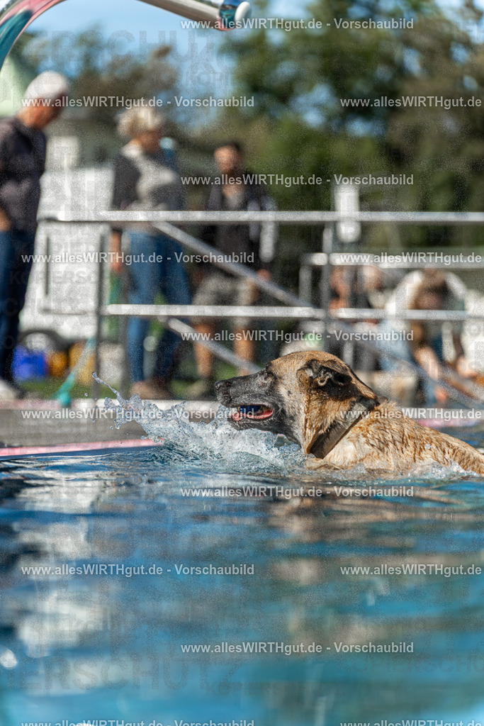Hundeschwimmen_Volksbad_2026-allesWIRTHgut_Tierfotografie-2609061201-111146-7R500105 | Professionelle Tierfotografie in Mönchengladbach von Daniel Wirth (allesWIRTHgut). Liebevolle & natürliche Bilder von Hunden & Katzen für unvergessliche Erinnerungen.