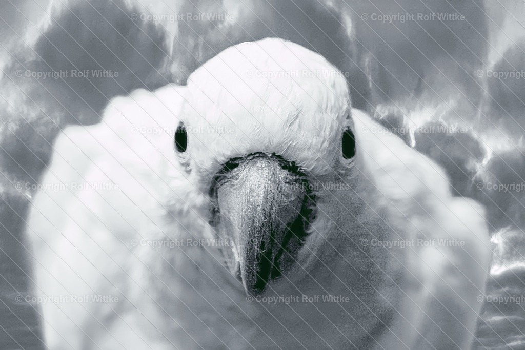 papagei weiss | Rolf Wittke  - Realisiert mit Pictrs.com