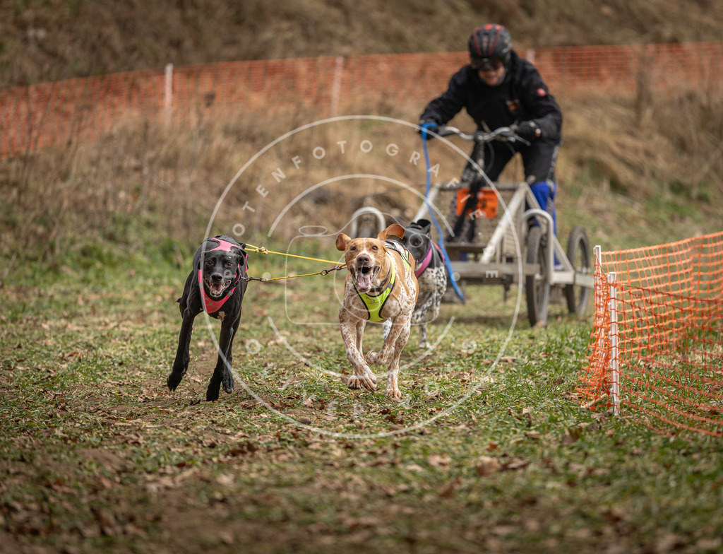 Pfotenfotografie_DV3A8218 | Hundefotografie, Tierfotograf, Pfotenfotografie, Fotoshooting Hund, Hunde Portrait, Hundesport, Hundeportraits, Heideshooting, Hunde, Sportfotograf, Hundefotograf, Turnierhundsport, THS,  - Realisiert mit Pictrs.com
