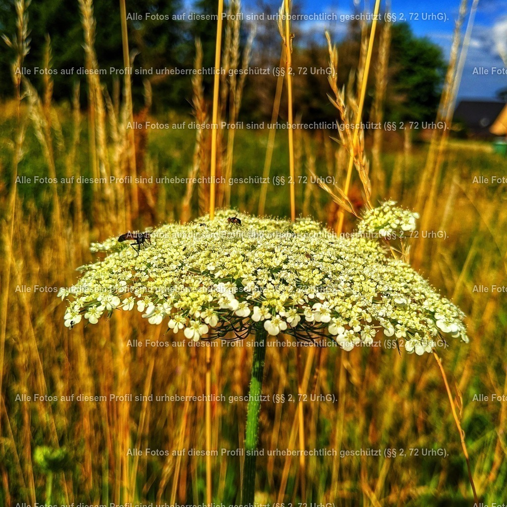 IMG_20200704_235152_485 | krollfotografie - Realisiert mit Pictrs.com