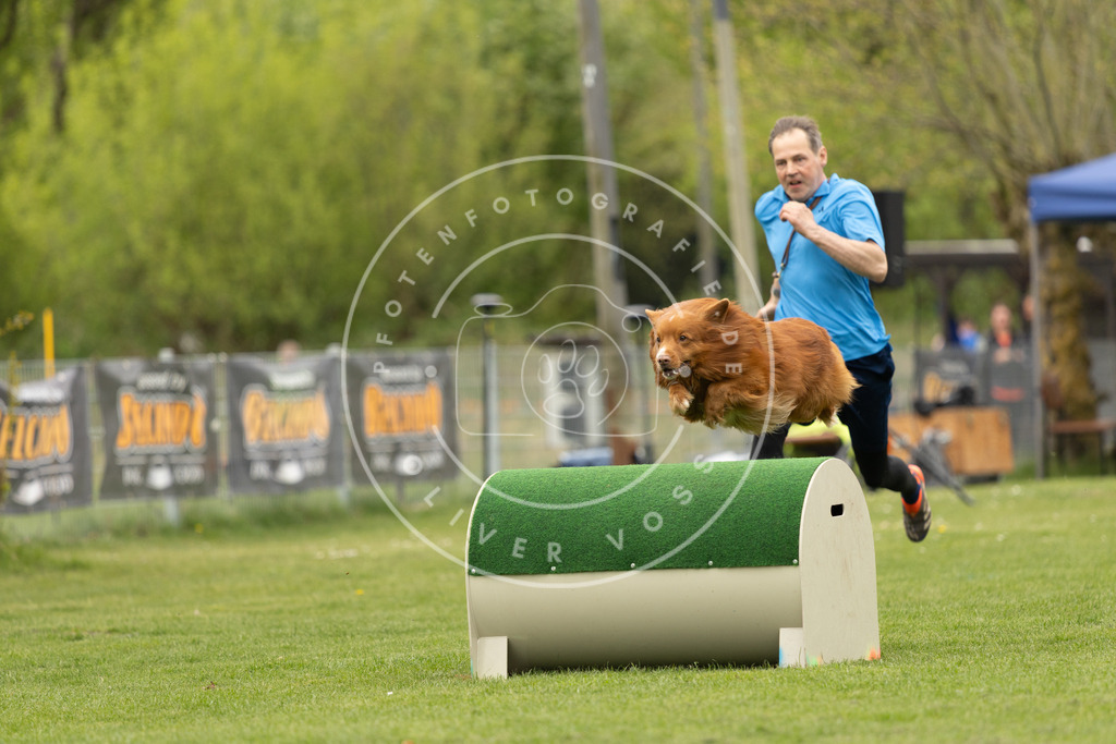 Pfotenfotografie_DV3A8863 | Hundefotografie, Tierfotograf, Pfotenfotografie, Fotoshooting Hund, Hunde Portrait, Hundesport, Hundeportraits, Heideshooting, Hunde, Sportfotograf, Hundefotograf, Turnierhundsport, THS,  - Realisiert mit Pictrs.com