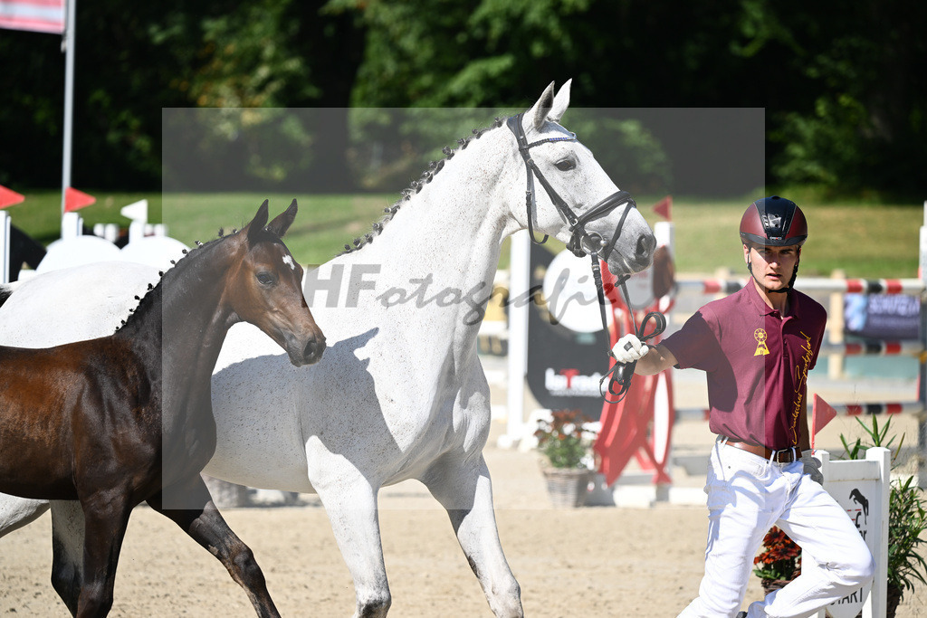 Praesentation Auktionsfohlen_36230175 | hf-fotografie - Realisiert mit Pictrs.com