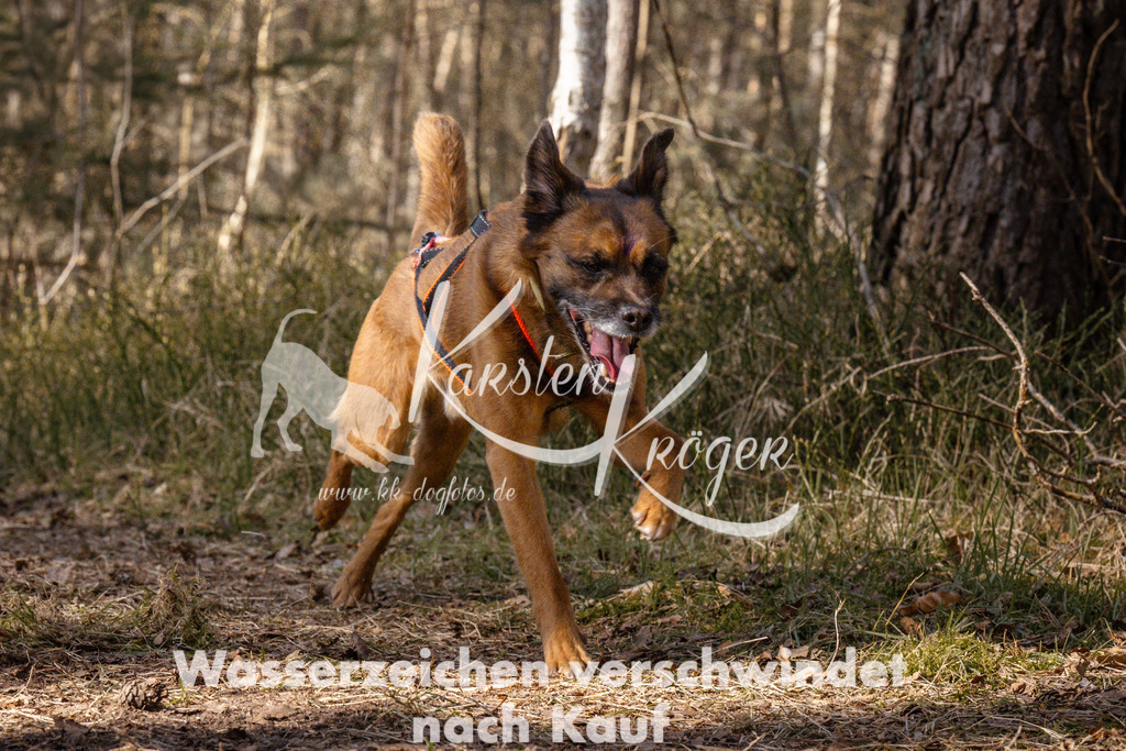 1332_ZZ94703 | kk-dogfotos