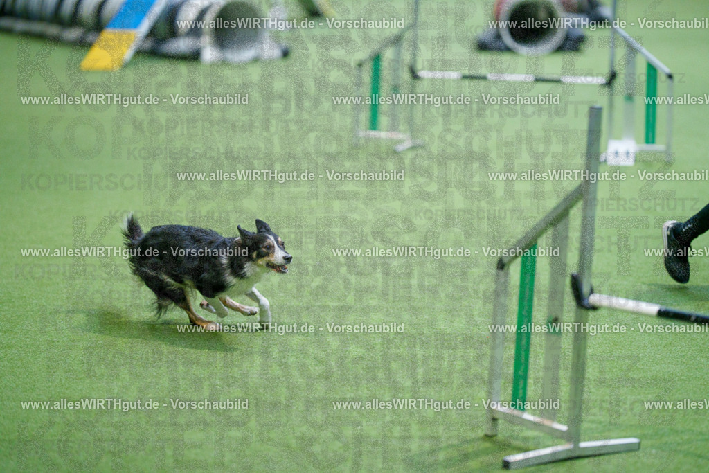 @allesWIRTHgut_Tierfotografie - www.allesWIRTHgut.de - 2604250816-7R505995 | Professionelle Tierfotografie in Mönchengladbach von Daniel Wirth (allesWIRTHgut). Liebevolle & natürliche Bilder von Hunden & Katzen für unvergessliche Erinnerungen.