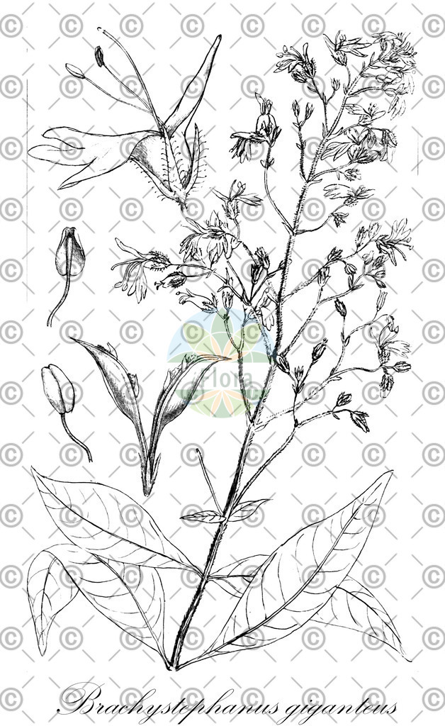 HistAbb_wfo-0001211432_1_ENZY_Simple | Historische Abbildung von Brachystephanus giganteus - Acanthaceae | Historical Illustration of Brachystephanus giganteus - Acanthaceae