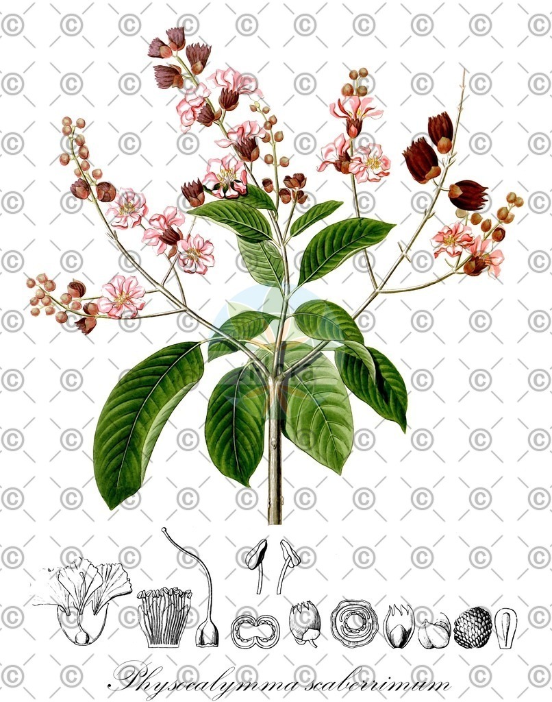 HistAbb_EMP_29711_1_SIMPLE | Historische Abbildung von Physocalymma scaberrimum - Lythraceae | Historical Illustration of Physocalymma scaberrimum - Lythraceae
