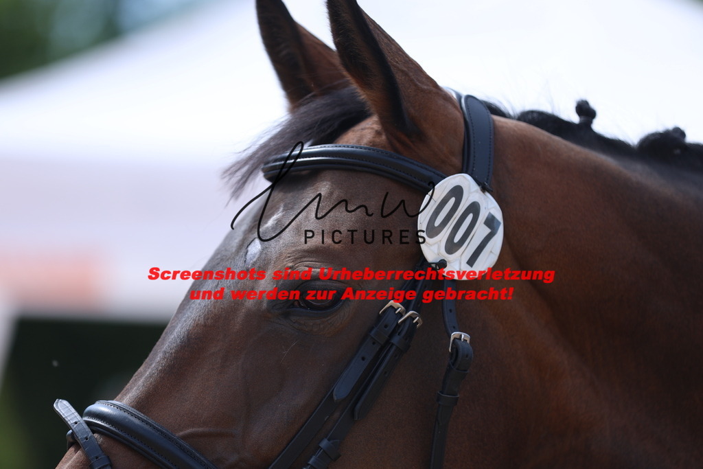 Fohlenschau_Schwäbisch_Hall_dressurbetonte_Fohlen_KN 7_10 | lmwpictures - Realisiert mit Pictrs.com