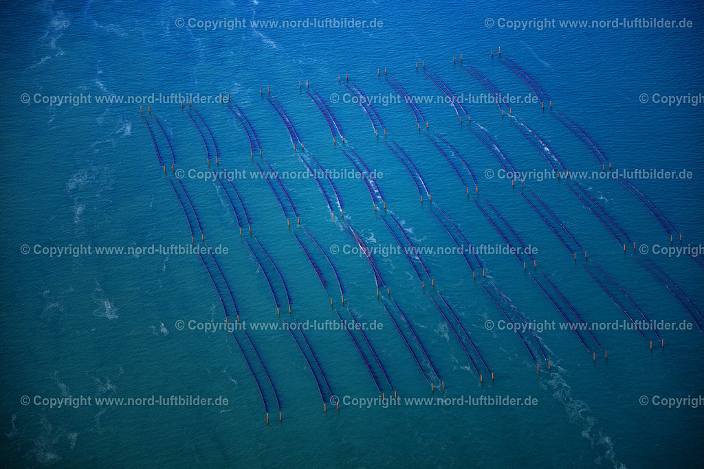 Sylt_Hörnum_Muschelzucht_Miesmuschel_ELS_9064210625 | HöRNUM (SYLT) 21.06.2025 Muschelzucht und Fangnetze an der Küste vor Hörnum (Sylt) im Bundesland Schleswig-Holstein, Deutschland. // Mussel farming nets on the coast in front of Hoernum (Sylt) in the state Schleswig-Holstein, Germany. Foto: Martin Elsen