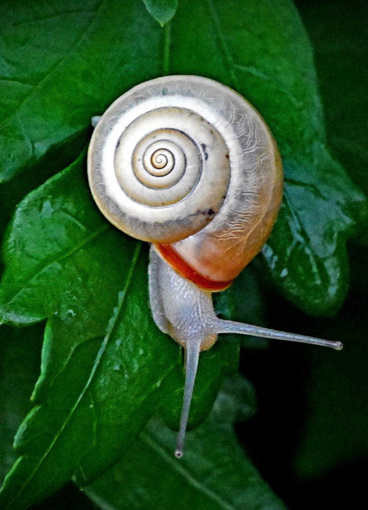 Kartäuserschnecke01h | lucisnaturbilder - Realisiert mit Pictrs.com