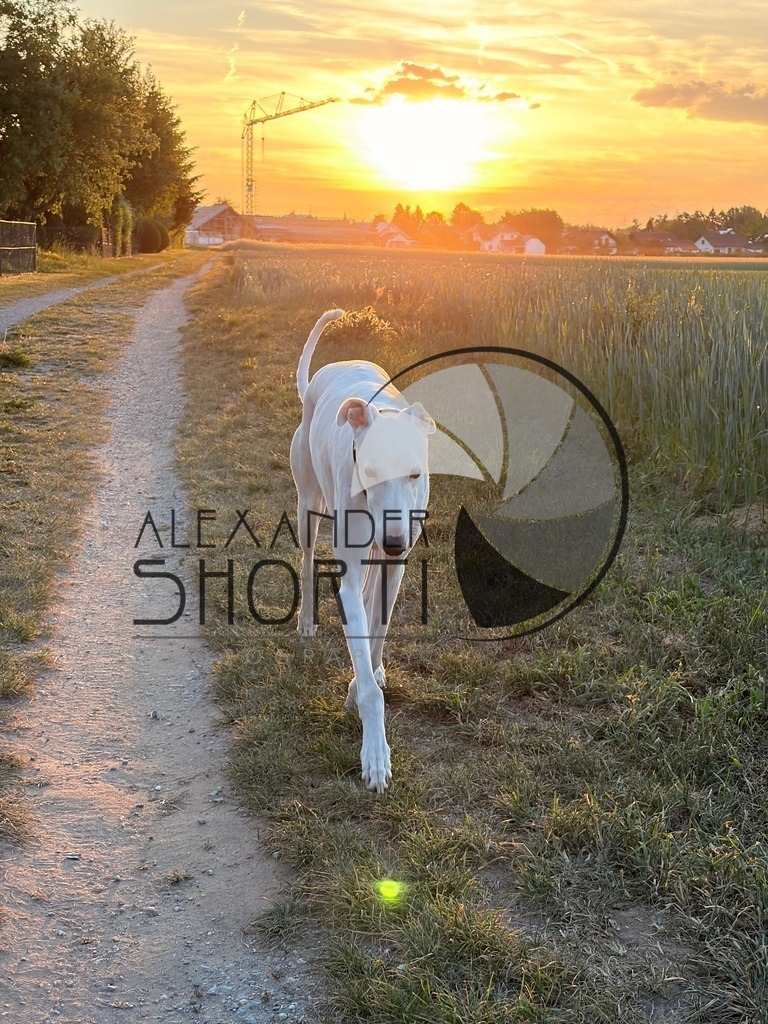 IMG_0722 | alexandershorti - Realisiert mit Pictrs.com