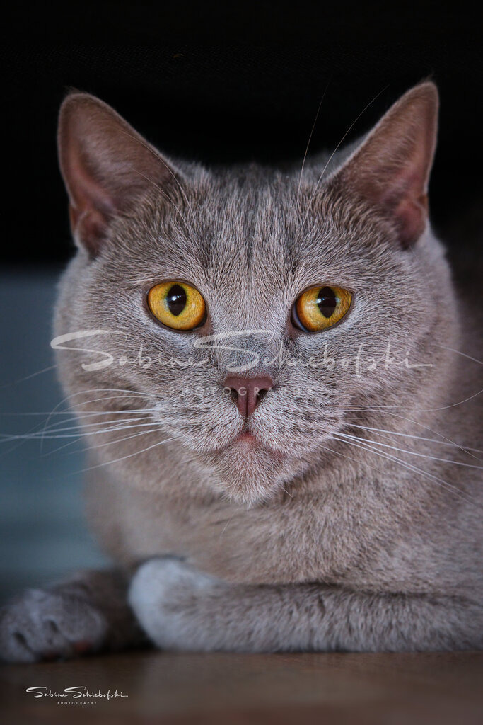 Ella_14-08-24_DSCF9917 | People- und Tierfotografie, Imageaufnahmen, Veranstaltungsfotografie und Wandbilder aus der Natur ★ Made in Germany ✔️ Druck + Downloads ✔️ Naturfotografie in Top Qualität ★ schneller Versand, weltweite Lieferung! - Realisiert mit Pictrs.com