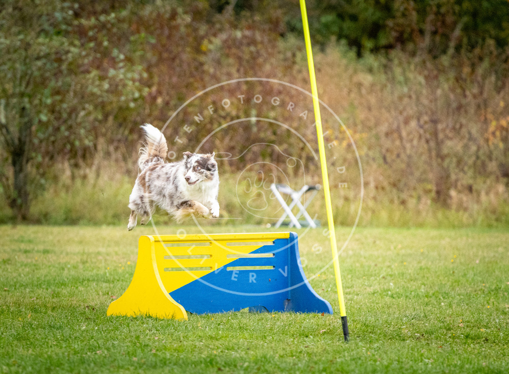 Pfotenfotografie_DV3A0792 | Hundefotografie, Tierfotograf, Pfotenfotografie, Fotoshooting Hund, Hunde Portrait, Hundesport, Hundeportraits, Heideshooting, Hunde, Sportfotograf, Hundefotograf, Turnierhundsport, THS,  - Realisiert mit Pictrs.com