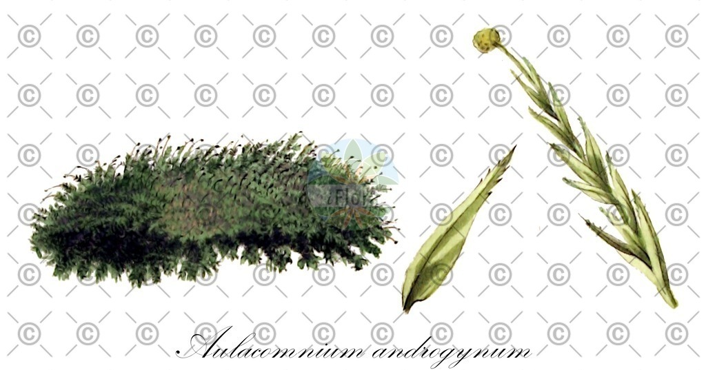 HistAbb_wfo-0001192478_1_ENZY_Simple | Historische Abbildung von Aulacomnium androgynum - Aulacomniaceae | Historical Illustration of Aulacomnium androgynum - Aulacomniaceae