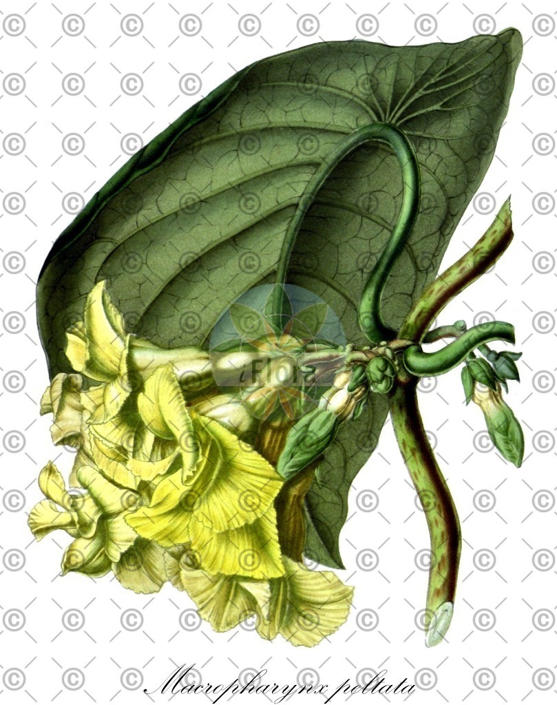 HistAbb_wfo-0000232645_2_ENZY_Simple | Historische Abbildung von Macropharynx peltata - Apocynaceae | Historical Illustration of Macropharynx peltata - Apocynaceae