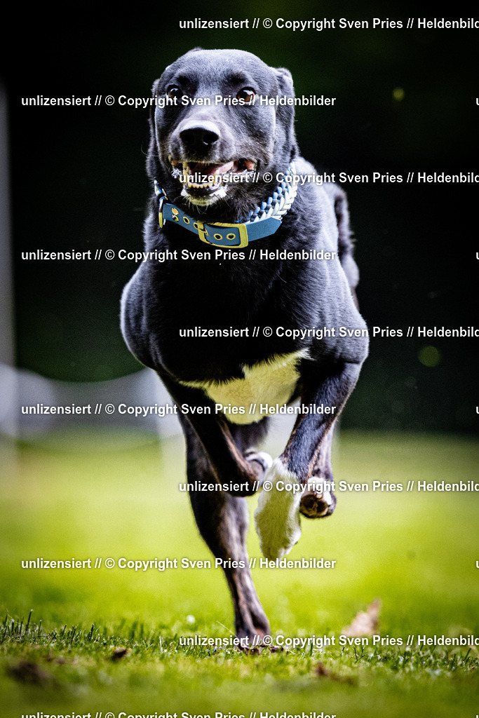 Sven Pries | 2025-10-03 - Hunderennen Obergrombach - Realisiert mit Pictrs.com