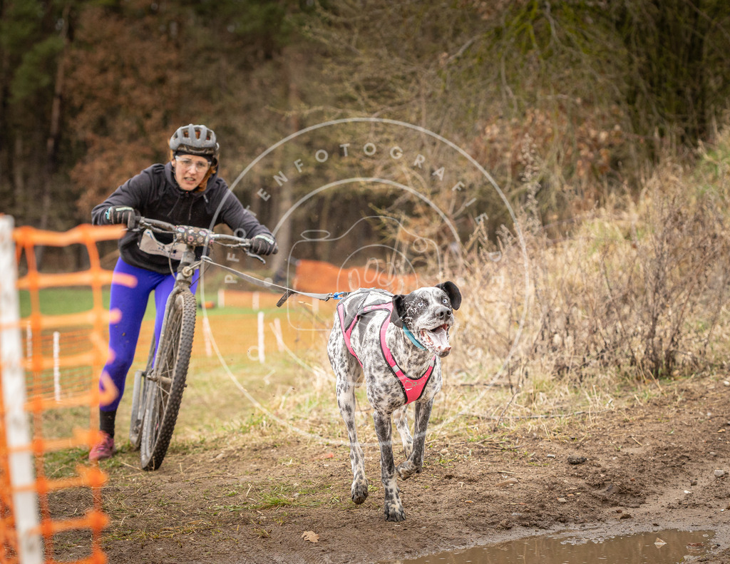 DV3A1407 | Hundefotografie, Tierfotograf, Pfotenfotografie, Fotoshooting Hund, Hunde Portrait, Hundesport, Hundeportraits, Heideshooting, Hunde, Sportfotograf, Hundefotograf, Turnierhundsport, THS,  - Realisiert mit Pictrs.com