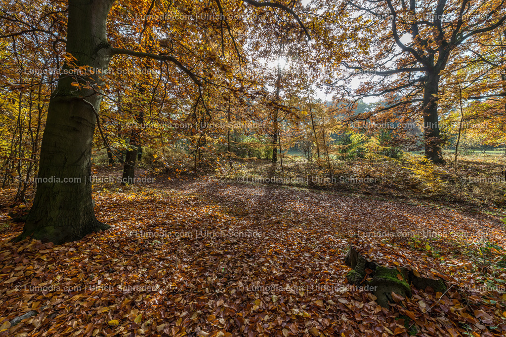 10049-4578 - Landschaftspark Degenershausen | Stockfoto und Bilderpool mit Bildmaterial aus Deutschland, dem Harz, Halberstadt, Quedlinburg, Wernigerode und weltweit. Qualitativ hochwertige und professionelle Fotos anschauen und kaufen. - Realisiert mit Pictrs.com