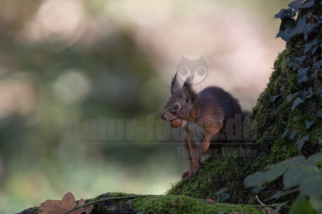 20231112115100 | Eurasische Eichhörnchen (Sciurus vulgaris) leben in Nadel-, Laub- und Mischwäldern mit alten Baumbeständen und sind fast in ganz Europa verbreitet. In Deutschland und vielen anderen Ländern haben sie sich auch städtische Lebensräume erschlossen. Sie halten sich gern in der Nähe von Menschen auf und sind in Gärten und Parks zu finden, solange es dort genügend Nahrung und Unterschlupf gibt. - Realisiert mit Pictrs.com