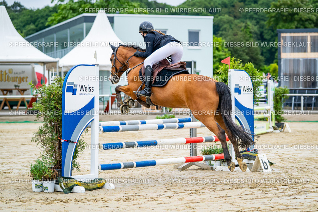 DSC01656 | Pferdegrafie