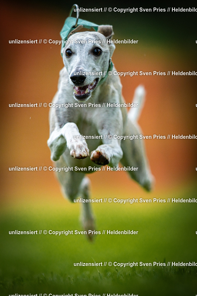 Sven Pries | 2025-09-21 - Hunderennen Baden-Oos - Realisiert mit Pictrs.com