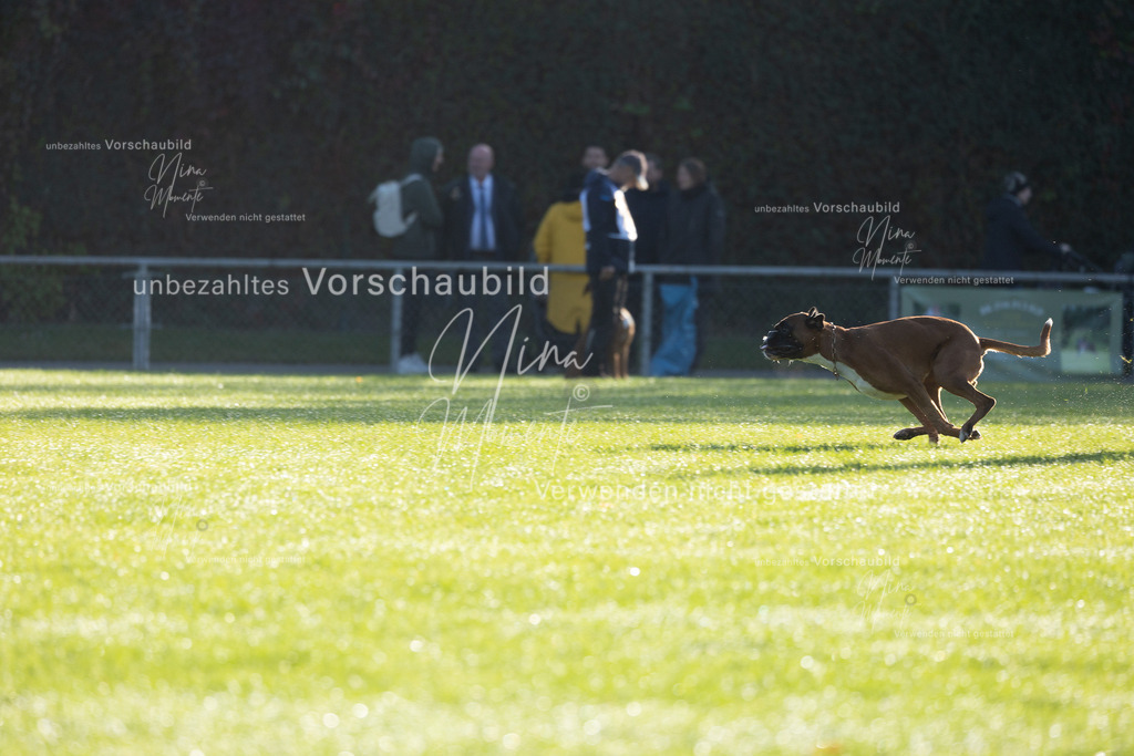 _16A6264 | Einzigartige Fotos von Hunden & Menschen –Actionfotos, Portraits, Vereinsaufnahmen & Paarshootings – authentisch, lebendig & mit Herz.