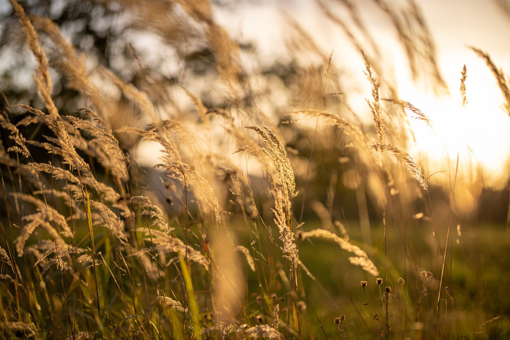 IMG_4787 | ehrlichefotos - Realisiert mit Pictrs.com