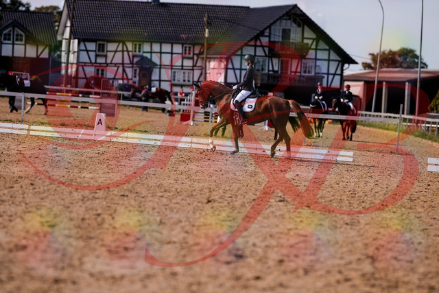 2026_10_03_Siefer-Hof_133143_Z81_86010742 | Professionelle Reitsport-, Turnier- und Eventfotografie von Robert Broda. Galerien mit ausgewählten und bearbeiteten Bildern direkt online ansehen und bestellen.