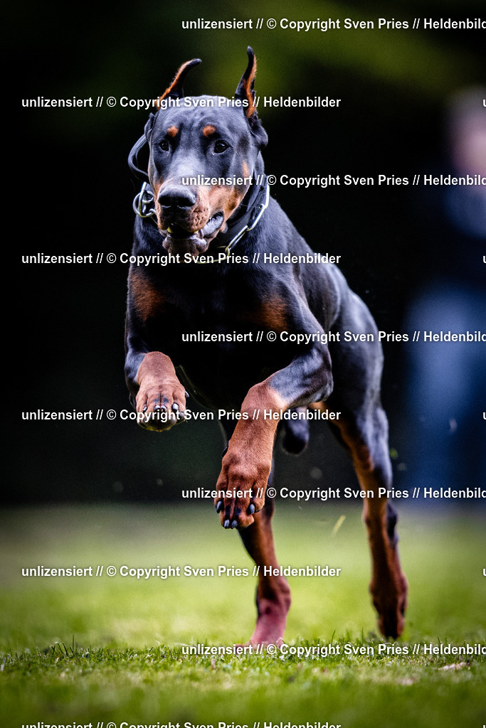 Sven Pries | 2025-10-03 - Hunderennen Obergrombach - Realisiert mit Pictrs.com