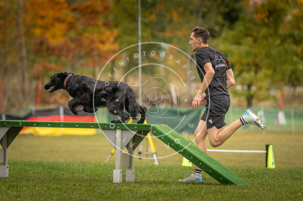 Pfotenfotografie_DV3A7686 | Hundefotografie, Tierfotograf, Pfotenfotografie, Fotoshooting Hund, Hunde Portrait, Hundesport, Hundeportraits, Heideshooting, Hunde, Sportfotograf, Hundefotograf, Turnierhundsport, THS,  - Realisiert mit Pictrs.com