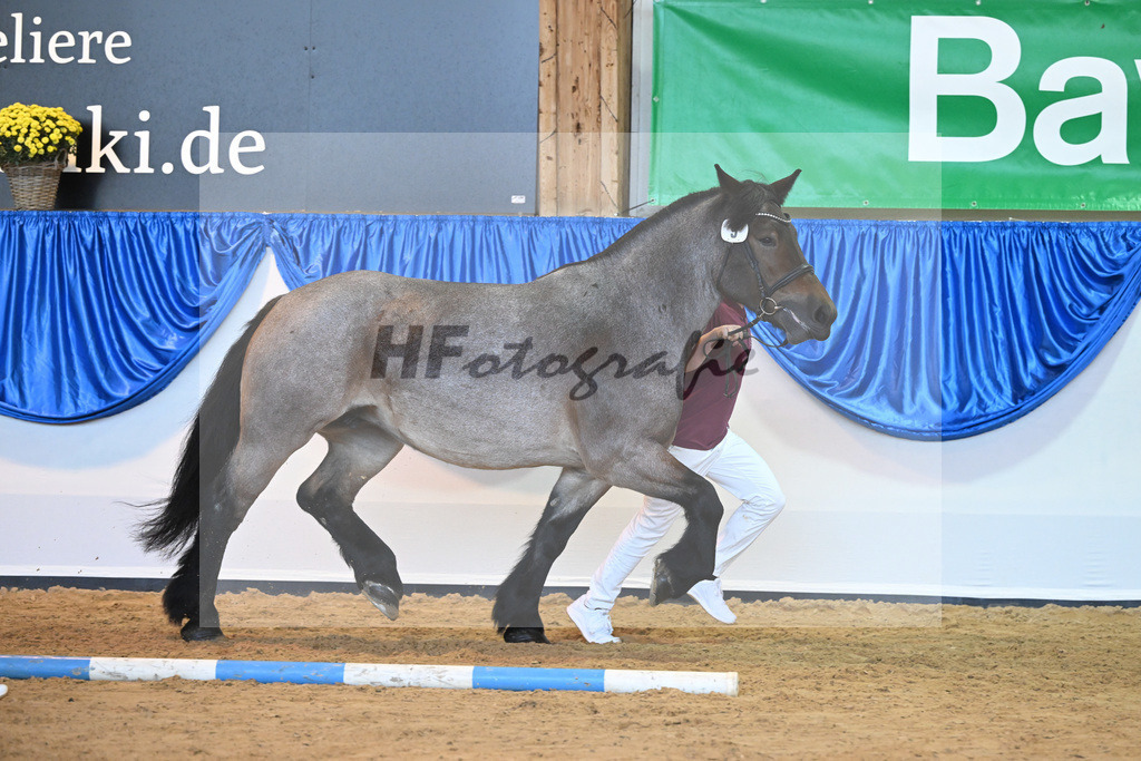 Kat-Nr. 9 Tanja vom Ilkendorf_Reichel_53220978 | hf-fotografie - Realizzato con Pictrs.com