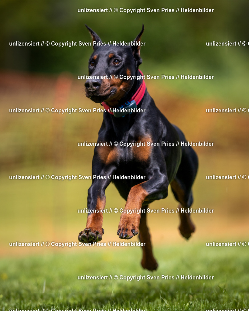 Sven Pries | 2024-04-21 - Hunderennen Baden-Oos
Foto: Sven Pries - Realisiert mit Pictrs.com