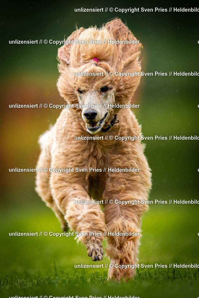 Sven Pries | 2025-09-21 - Hunderennen Baden-Oos - Realisiert mit Pictrs.com