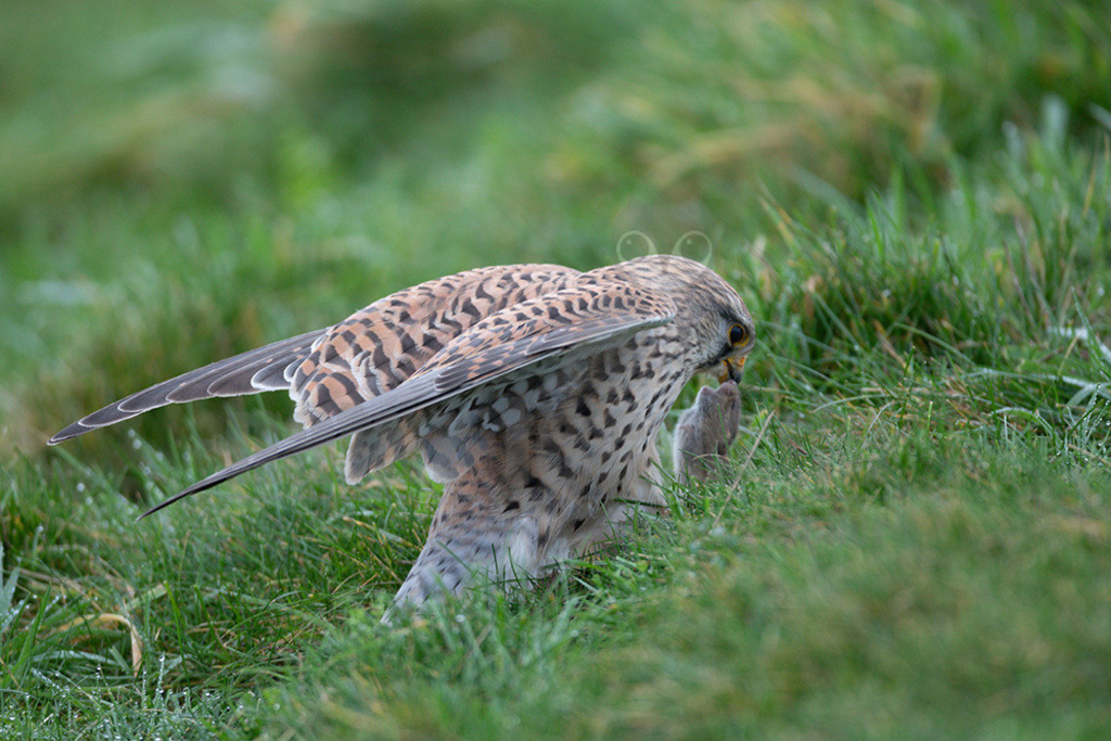 20200111-663A6769 | Der Turmfalke ist der am häufigsten vorkommende Falke Mitteleuropas. Der Öffentlichkeit ist er relativ vertraut, da er sich auch Städte und Stadträume als Lebensraum erobert hat und öfter beim „Rüttelflug“ zu beobachten ist.  - Realisiert mit Pictrs.com