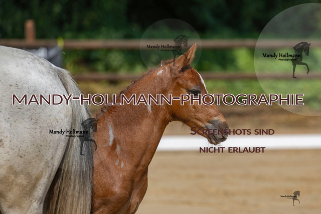 Ganderkesee-287 | mandyhollmannphotographie