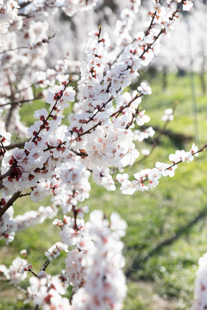 Marillenblüte Wachau | Ihre Fotografin im Lungau, ihre Fotografin im Mostviertel, Wandbilder Onlineshop, Imagefotos für Ihr Unternehmen,  - Realisiert mit Pictrs.com