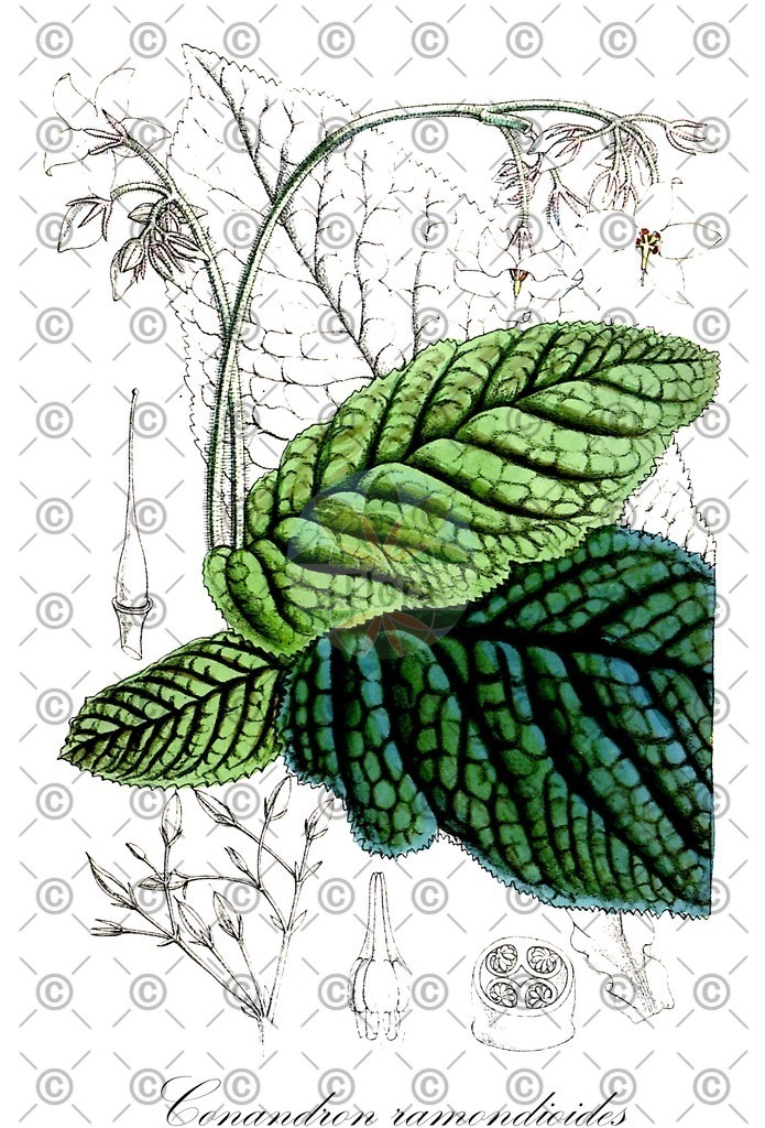 HistAbb_wfo-0000764081_1_ENZY_Simple | Historische Abbildung von Conandron ramondioides - Gesneriaceae | Historical Illustration of Conandron ramondioides - Gesneriaceae