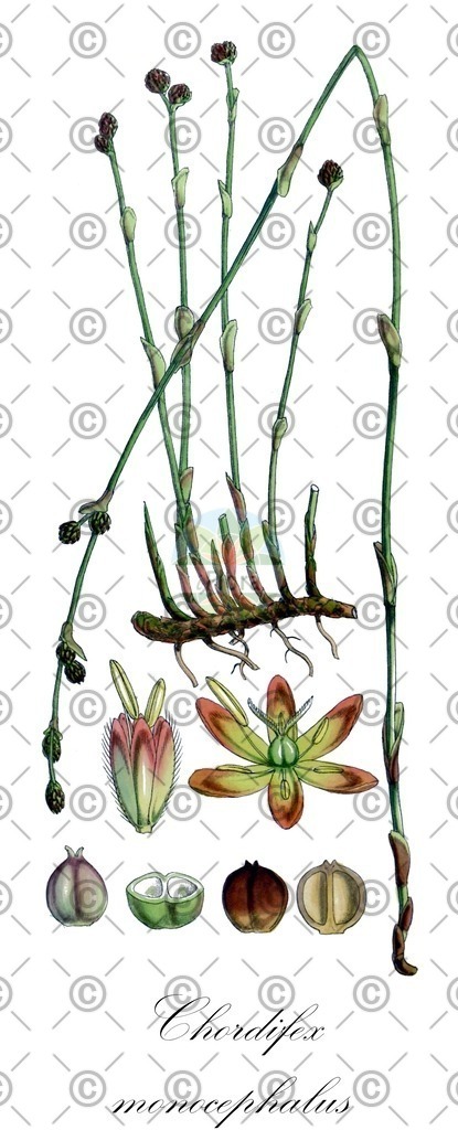 HistAbb_wfo-0000603313_1_ENZY_Simple | Historische Abbildung von Chordifex monocephalus - Restionaceae | Historical Illustration of Chordifex monocephalus - Restionaceae