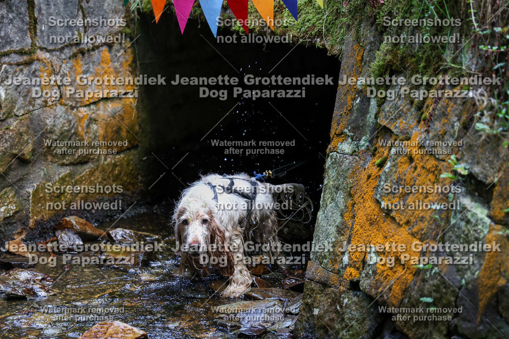 Dog Paparazzi -  TH 26-602 | Dog Paparazzi Jeanette Grottendiek Fotografie & Videografie - Realisiert mit Pictrs.com