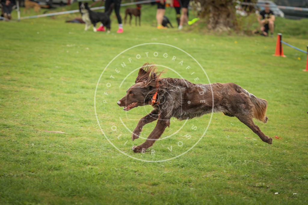 Pfotenfotografie_0L8A0911 | Hundefotografie, Tierfotograf, Pfotenfotografie, Fotoshooting Hund, Hunde Portrait, Hundesport, Hundeportraits, Heideshooting, Hunde, Sportfotograf, Hundefotograf, Turnierhundsport, THS,  - Realisiert mit Pictrs.com